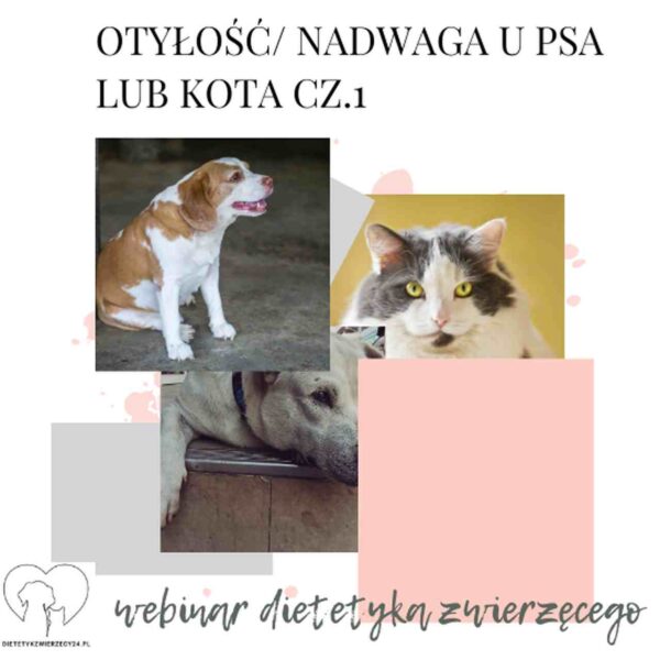 Nadwaga i otyłość u psa i kota cz.1